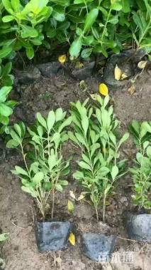 高度30厘米海桐小苗