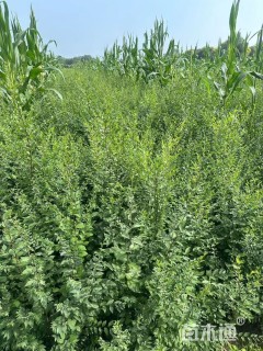 高度80厘米榆树小苗