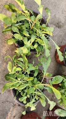 高度18厘米美丽月见草