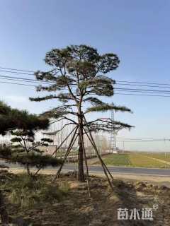 20公分造型油松