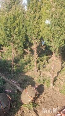 高度200厘米蜀桧