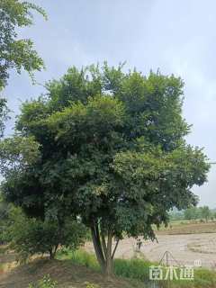 66公分(2杆)丛生朴树