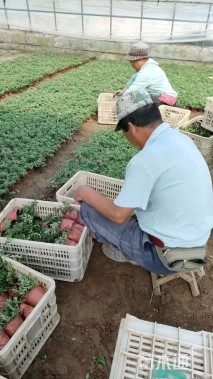 高度15厘米太阳花