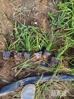 高度20厘米崂峪苔草