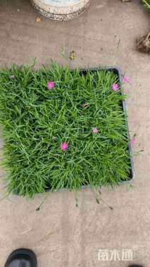 高度5厘米欧石竹