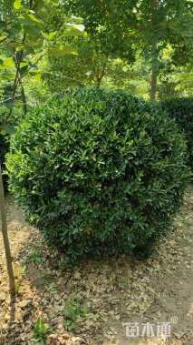 冠幅150厘米大叶黄杨球