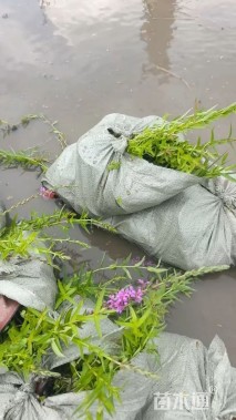 高度40厘米千屈菜