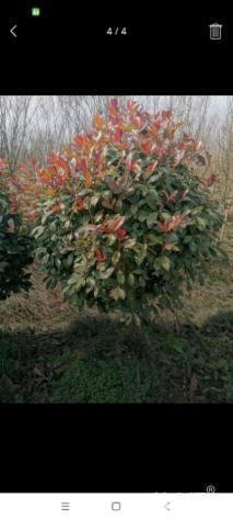 冠幅150厘米红叶石楠球