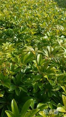 高度30厘米鸭脚木