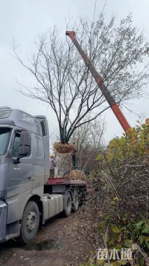 高度650厘米丛生茶条槭