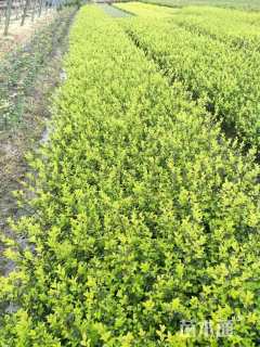 高度30厘米金叶女贞