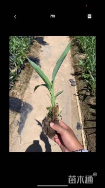 高度30厘米绿叶美人蕉