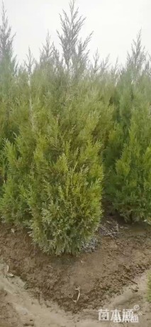 高度120厘米圆柏
