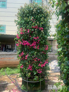 18公分造型三角梅