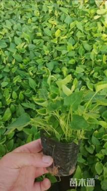 高度15厘米紫花地丁