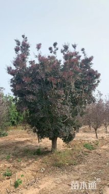 17公分美国红栌