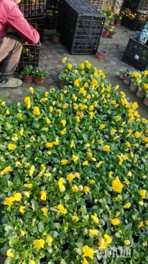 高度10厘米三色堇