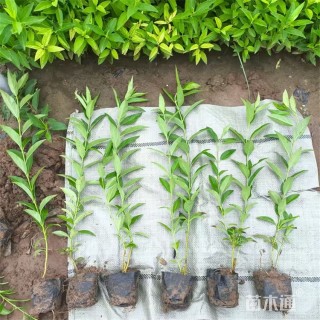 高度45厘米连翘