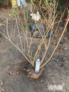 高度150厘米连翘