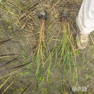 高度60厘米水葱