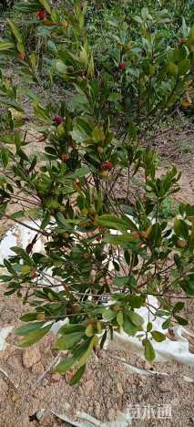 60公分杨梅