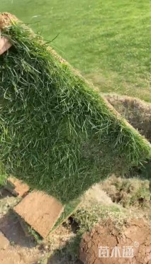 草块状百慕大草