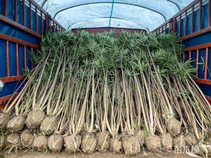 高度200厘米夹竹桃