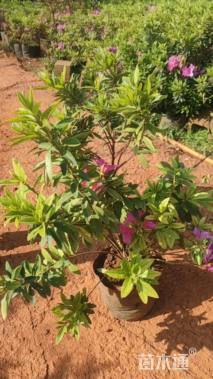 高度60厘米杜鹃