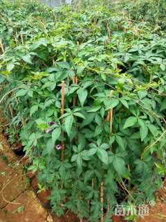 80厘米五爪金龙