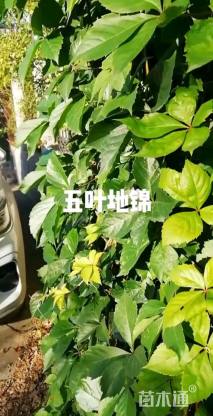 60厘米美国地锦