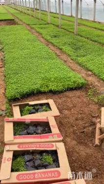 高度15厘米白车轴草