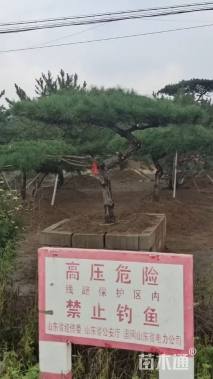 15公分造型黑松