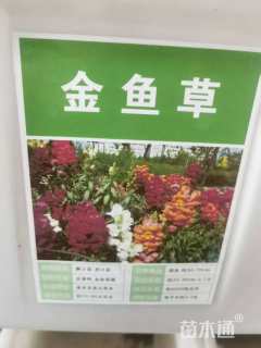 金鱼草种子金鱼草种子