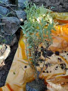 高度45厘米金银木