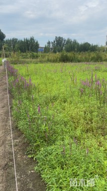 高度100厘米千屈菜