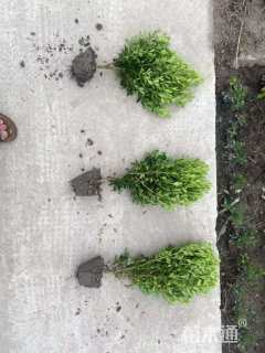 高度40厘米瓜子黄杨