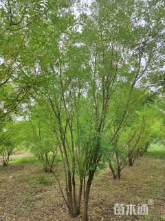 高度400厘米丛生金枝槐