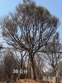 20公分朴树