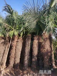 裸干高250厘米棕榈