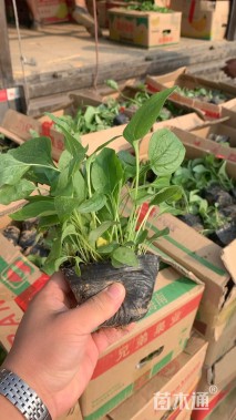 高度30厘米松果菊