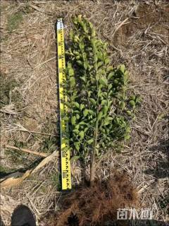 高度80厘米大叶黄杨小苗