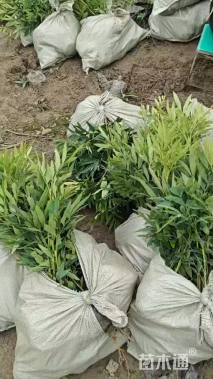 高度30厘米十大功劳