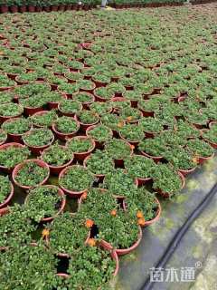 高度5厘米太阳花