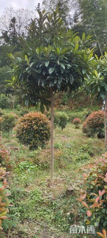 冠幅800厘米红叶石楠球