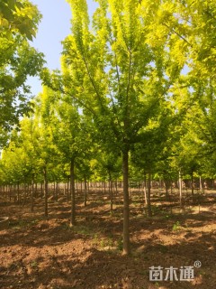 12公分金叶复叶槭