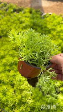 高度15厘米金叶佛甲草