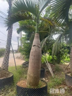 裸干高100厘米酒瓶椰子