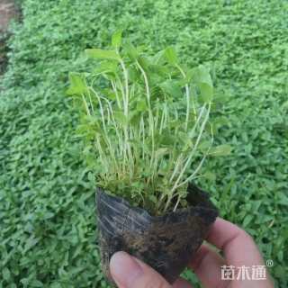 高度18厘米千屈菜