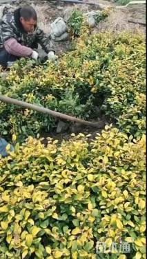 高度30厘米金森女贞小苗