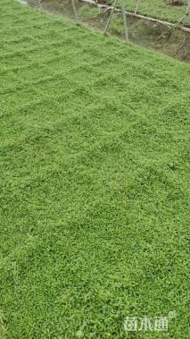 高度10厘米姬岩垂草